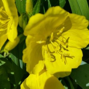 Meet your Posher, Bobbette